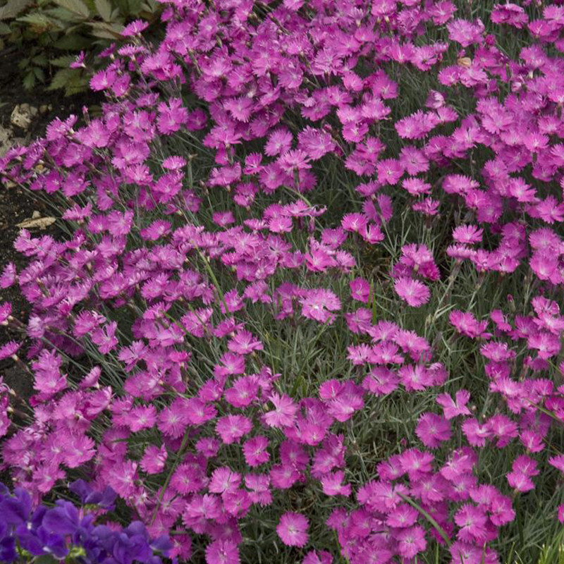 Paint the Town Fancy Pinks Dianthus Plant Addicts