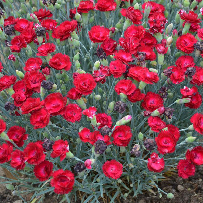 Pretty Poppers® Electric Red Pinks Dianthus Plant Addicts