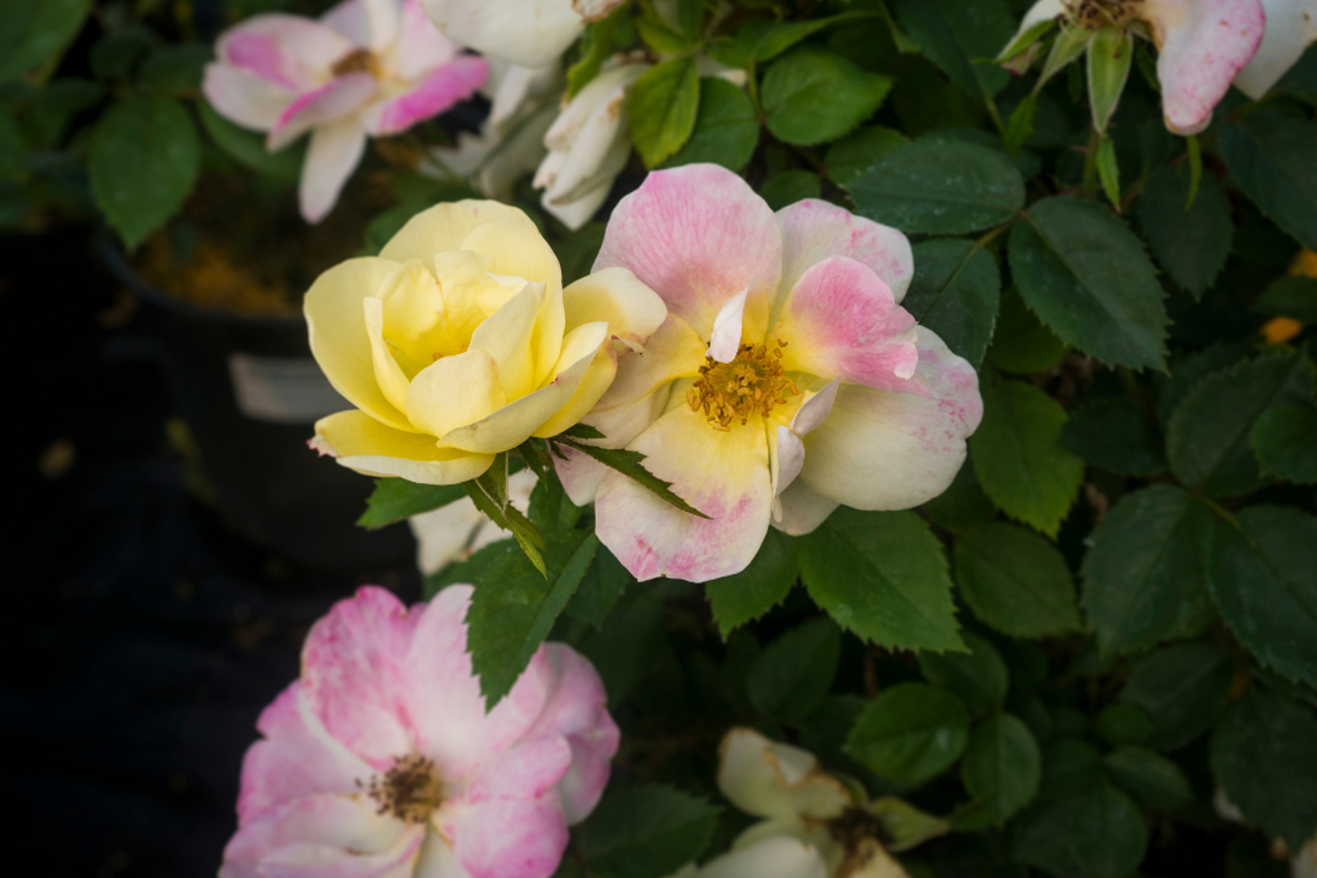 Peach Lemonade® Rose Plant Addicts