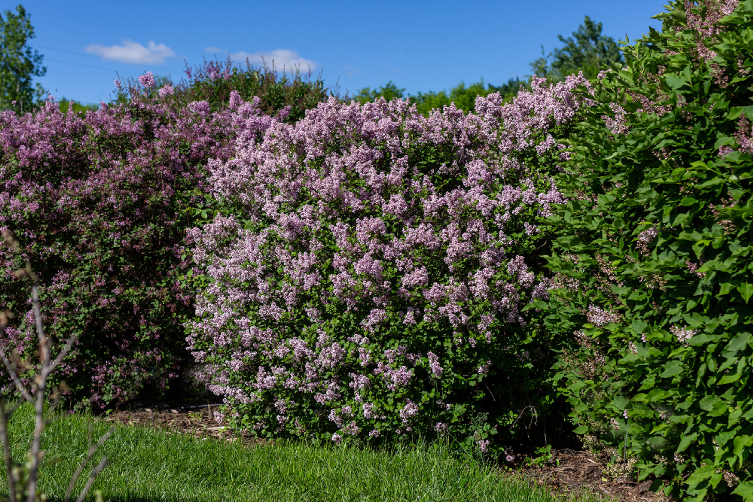 Dwarf Korean Lilac Plant Addicts