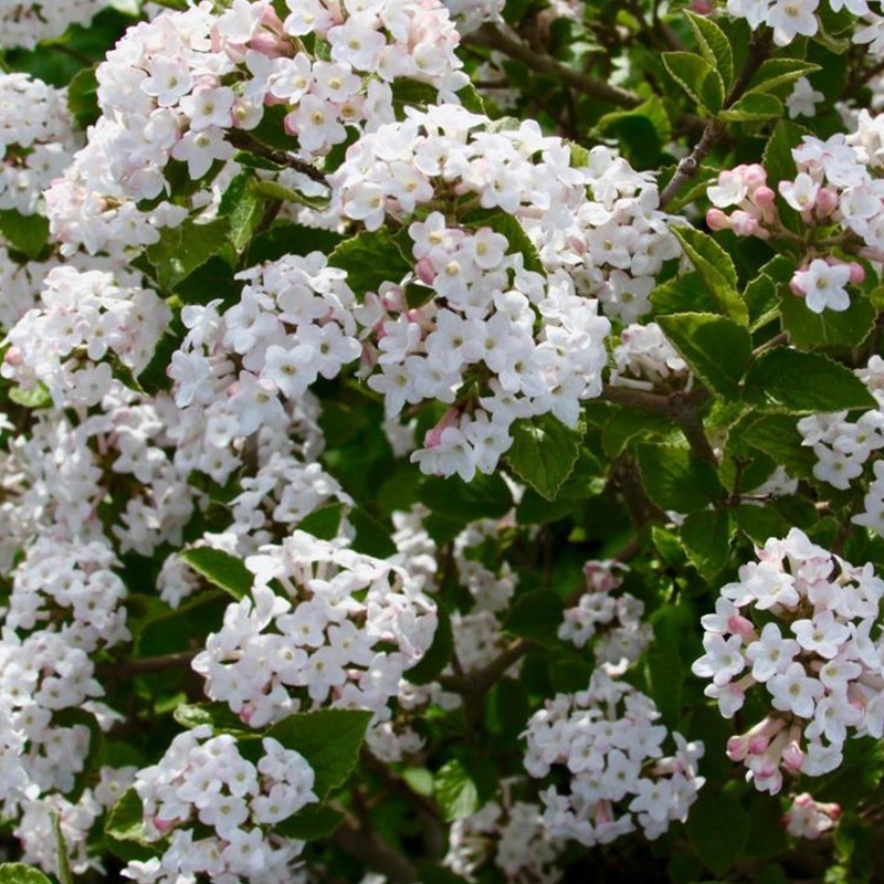 Sugar n&rsquo; Spice® Koreanspice Viburnum | Plant Addicts
