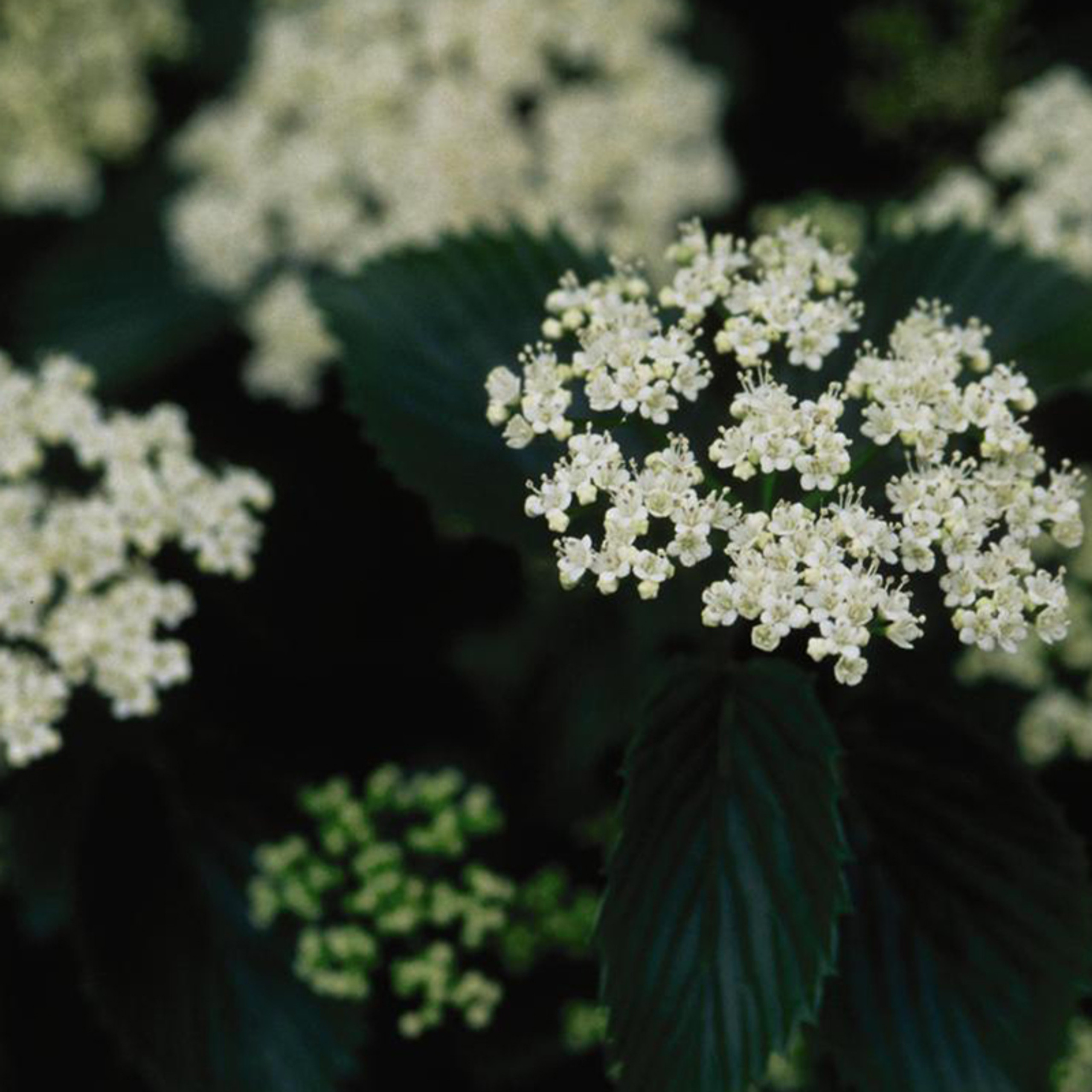 Chicago Lustre Viburnum 'Synnestvedt': A Vibrant And Hardy Ornamental Shrub For Midwestern Landscapes Chicago Lustre Viburnum 'Synnestvedt': A Vibrant And Hardy Ornamental Shrub For Midwestern Landscapes