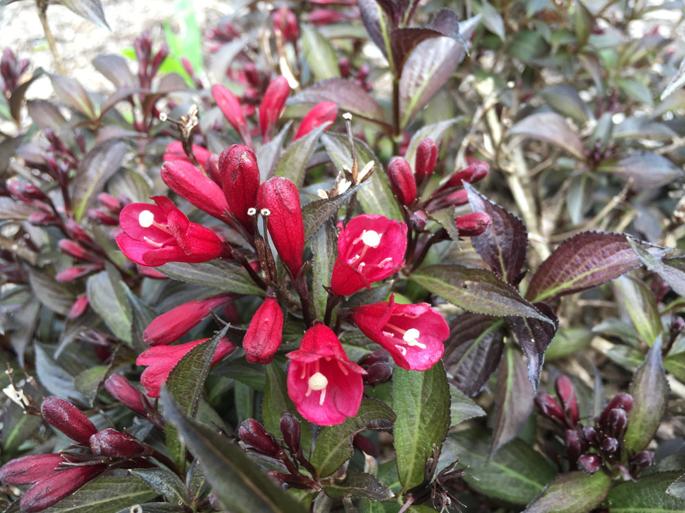 Electric Love® Weigela Plant Addicts