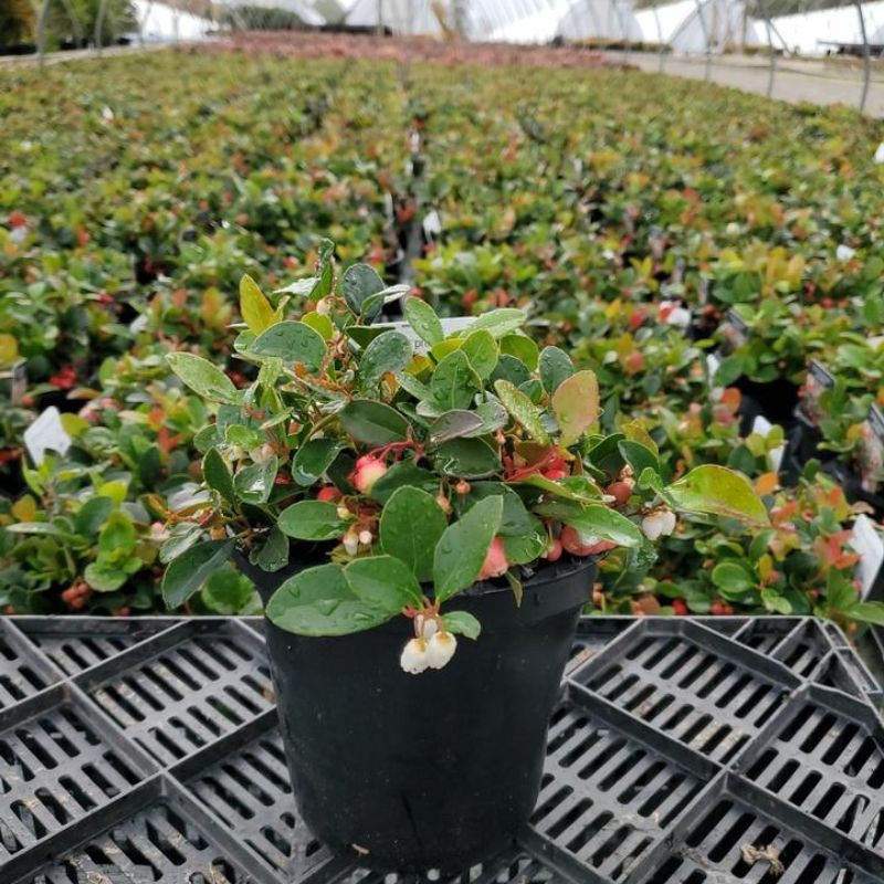 Peppermint Pearl Wintergreen Plant Addicts