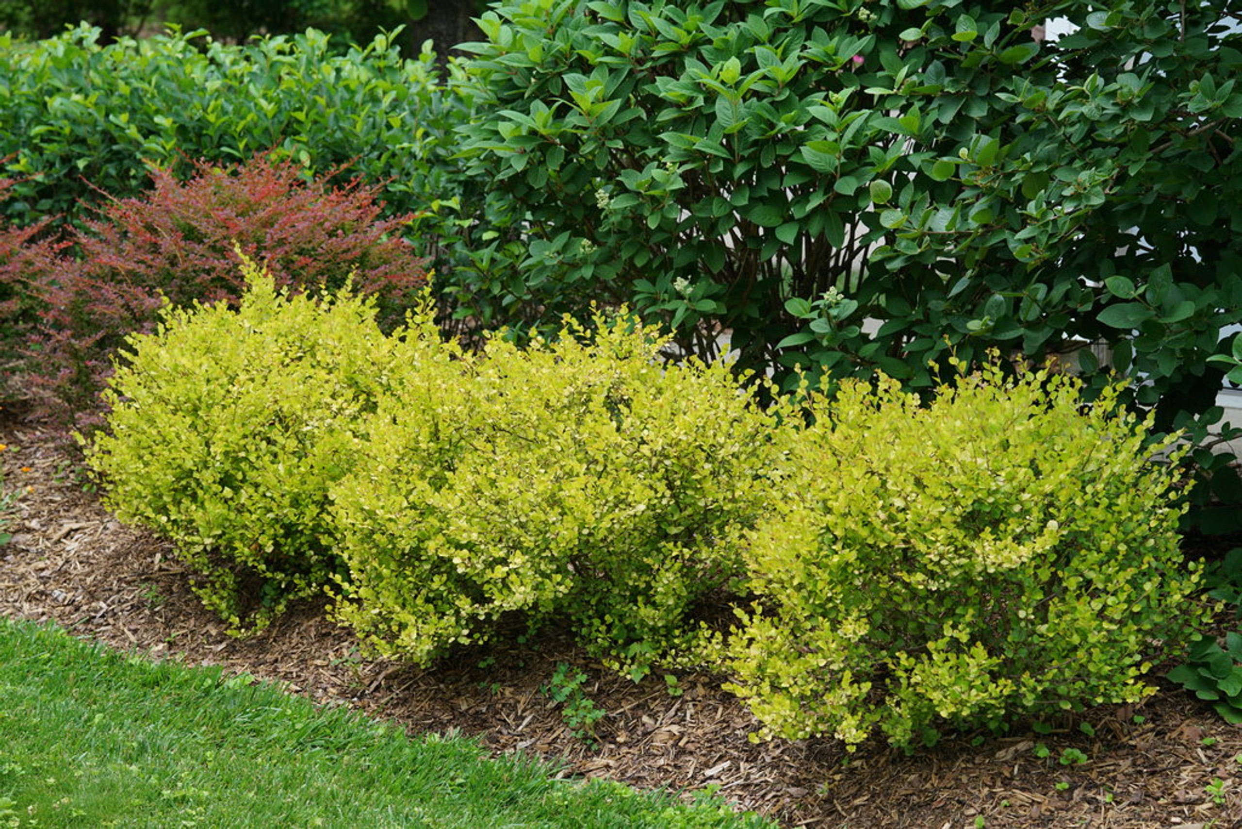 Cesky Gold® Dwarf Birch - Plant Addicts