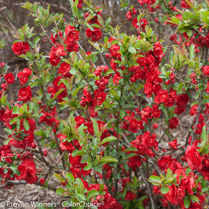 Double Take Peach Quince Plant Addicts