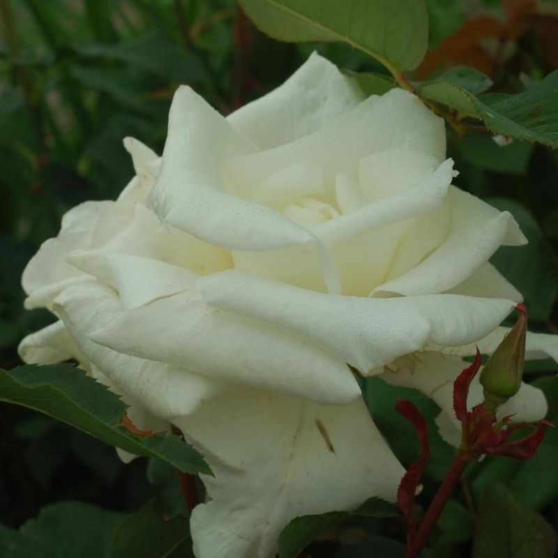 Sweet Mademoiselle™ Hybrid Tea Rose | Plant Addicts
