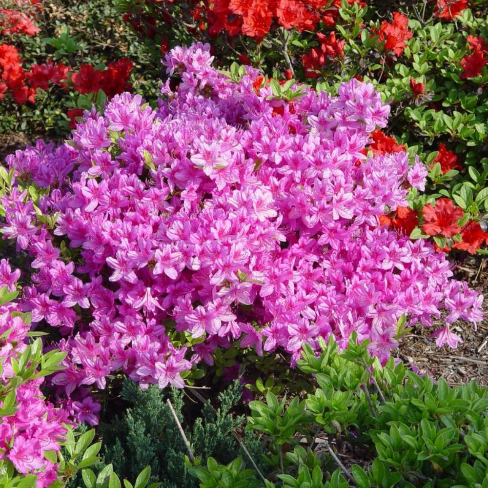 Karen Azalea | Plant Addicts