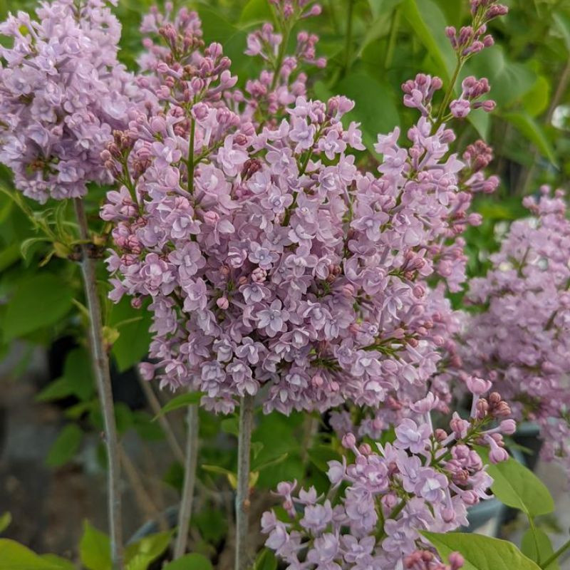 Yankee Doodle Lilac | Plant Addicts