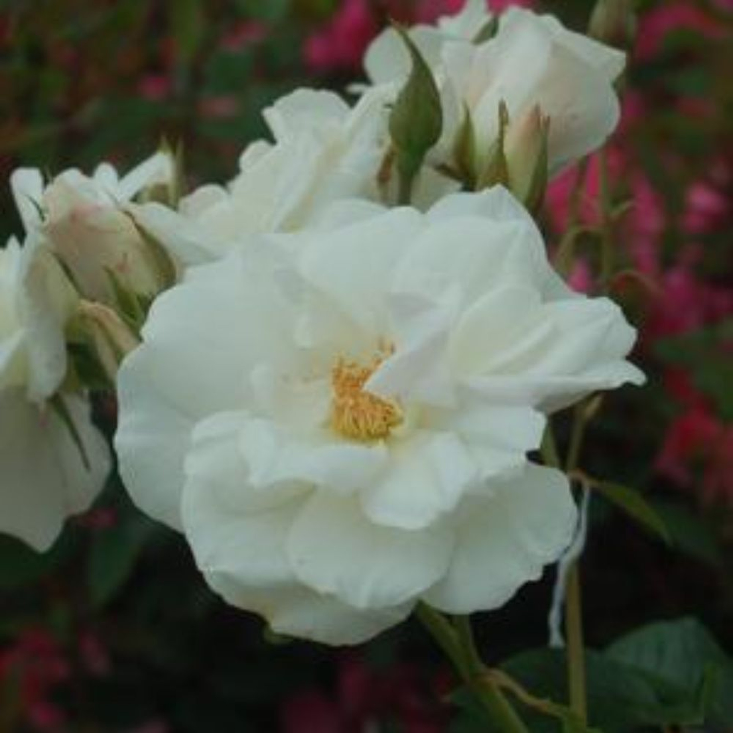 Iceberg Floribunda Rose | Plant Addicts