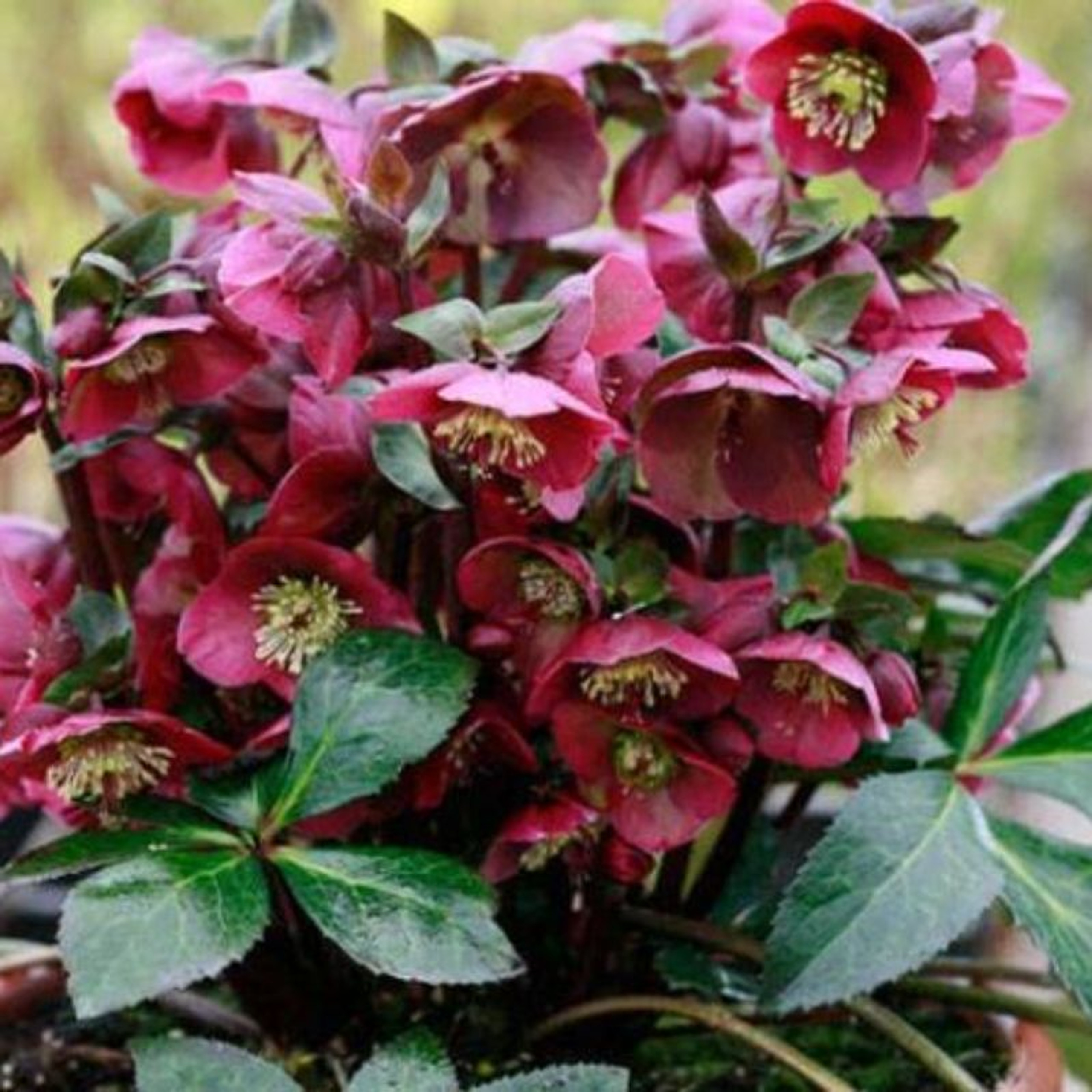 Frostkiss™ Danas Dulcet Hellebore Plant Addicts 1723