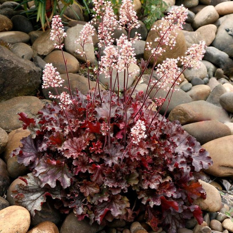 Ruby Tuesday Coral Bells | Plant Addicts