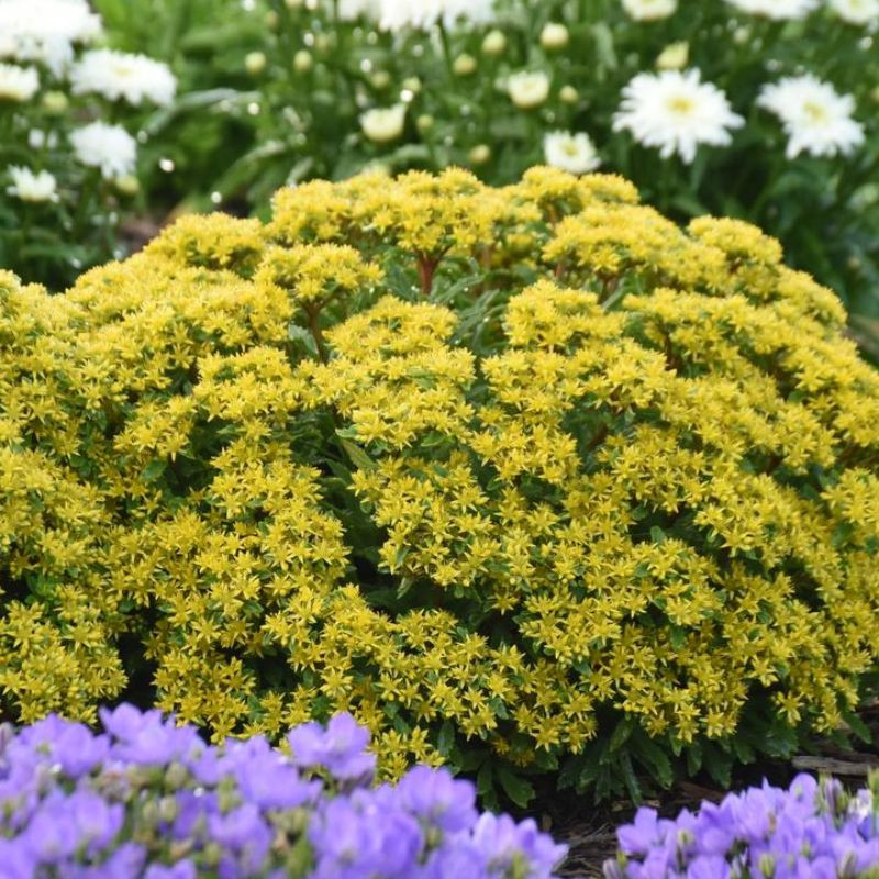 Rock 'N Round® Bright Idea Sedum | Plant Addicts