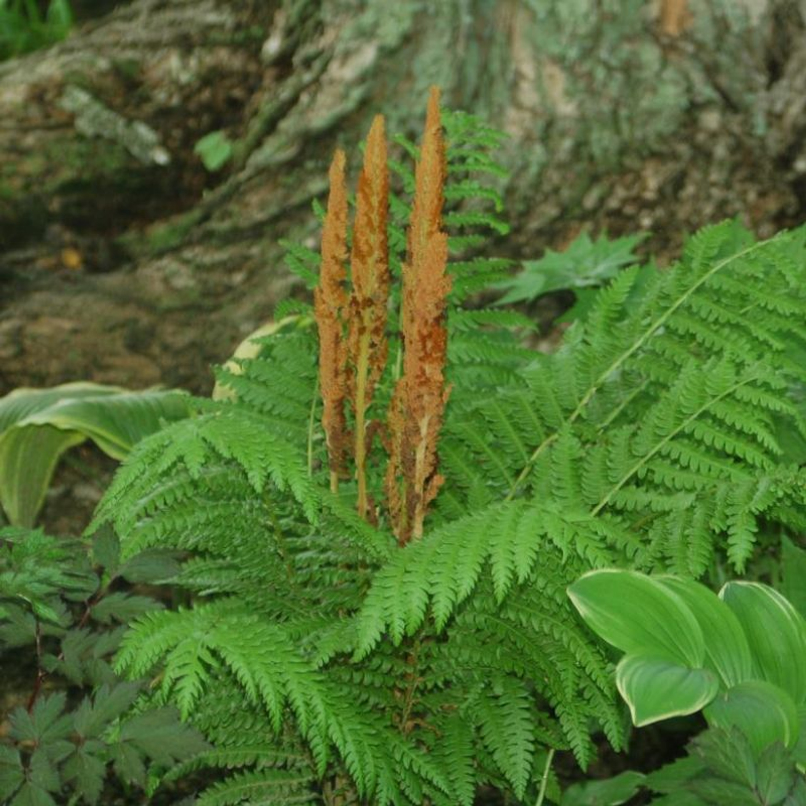 Cinnamon Fern Plant Addicts