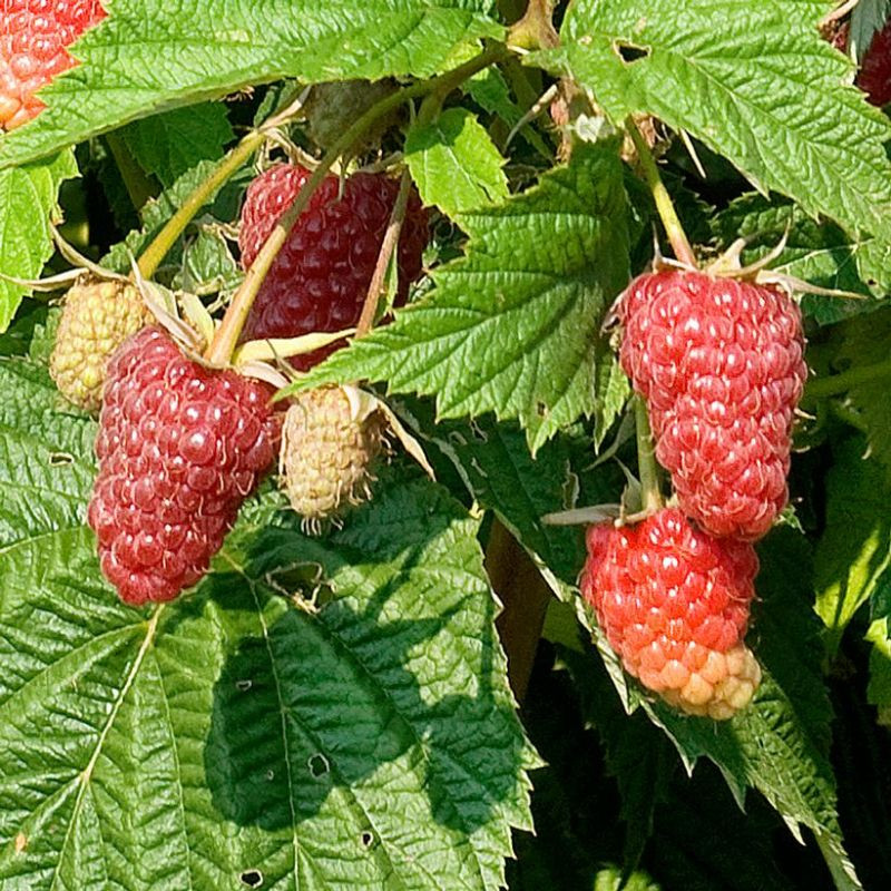 Raspberry Shortcake® Raspberry Plant Addicts