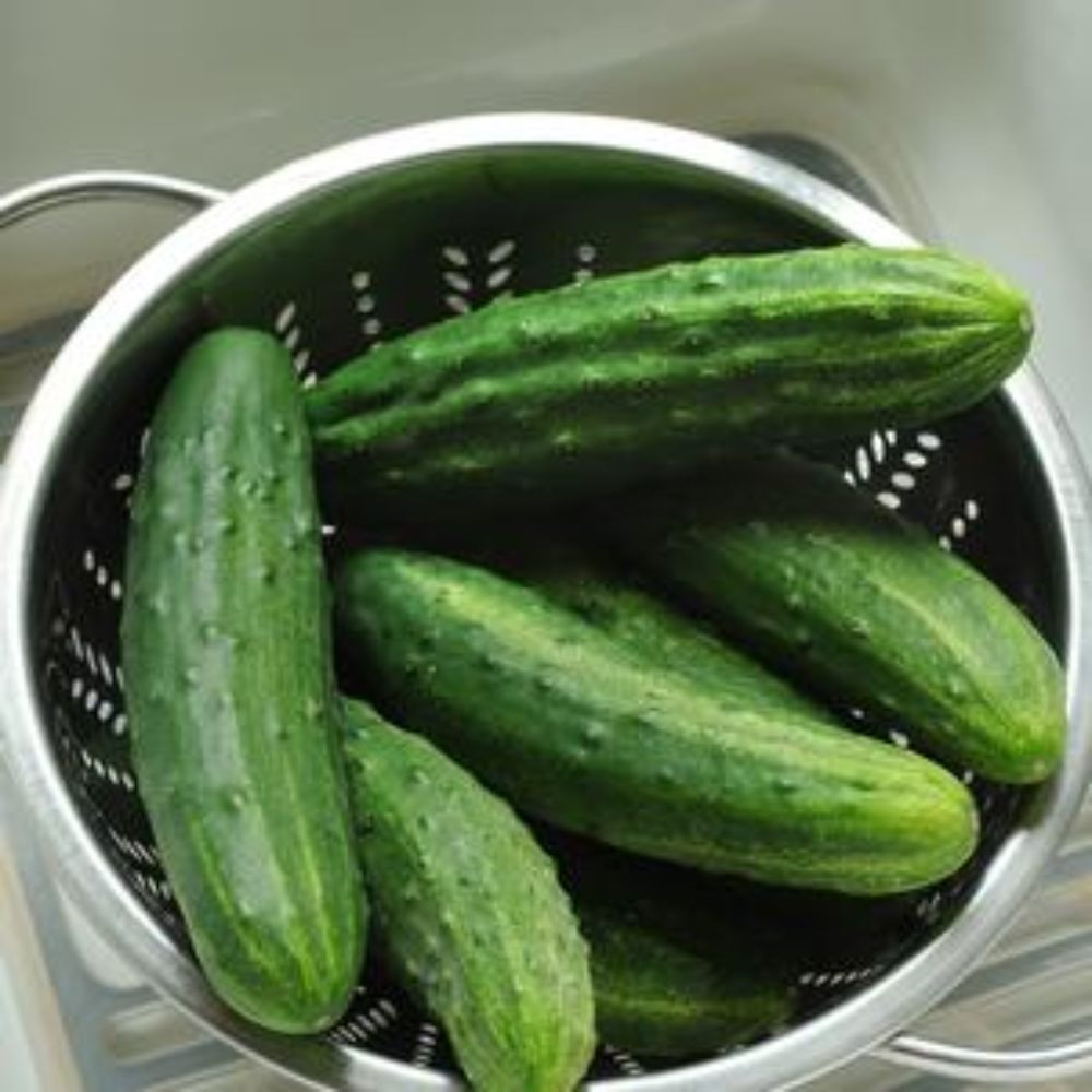 Patio Snacker Cucumber Plant Plant Addicts