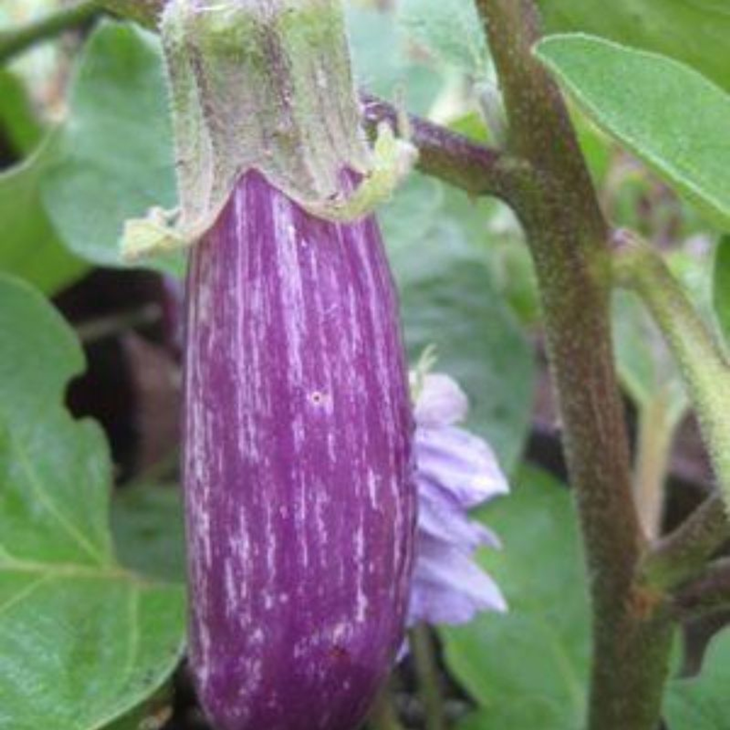 Fairy Tale Eggplant Plant Plant Addicts