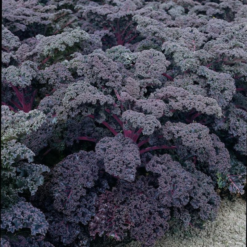 Redbor Purple Kale Plant Addicts