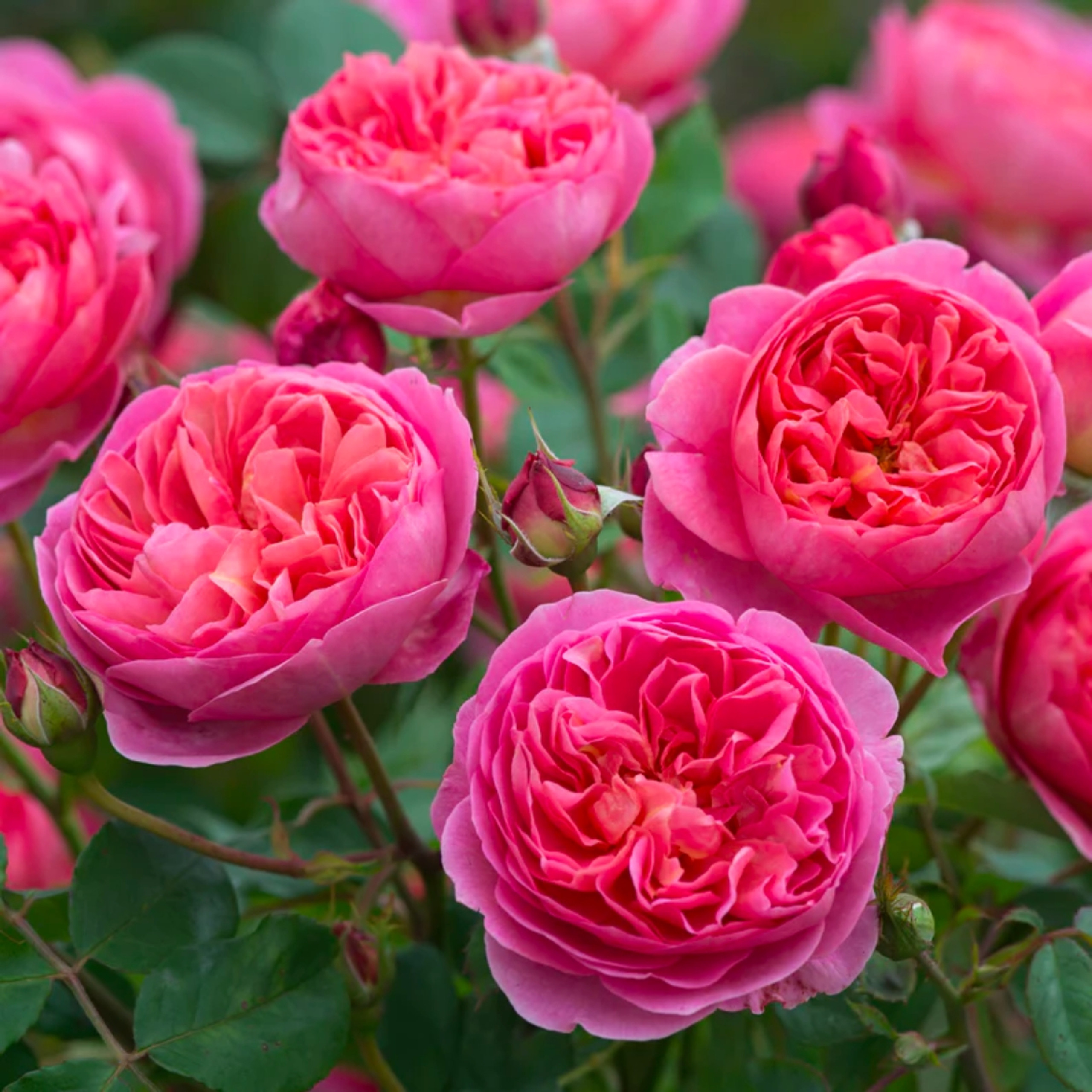 Boscobel English Rose | Plant Addicts