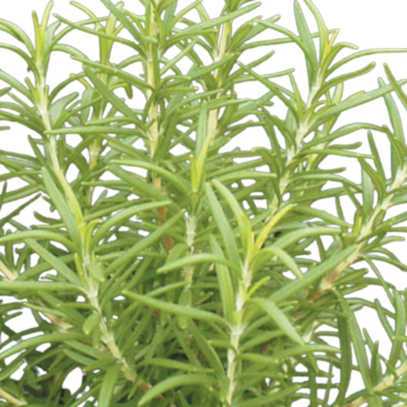 Barbeque Rosemary Plant Plant Addicts