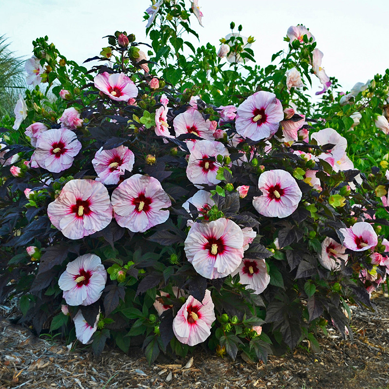 Summerific® Spinderella Hibiscus | Plant Addicts