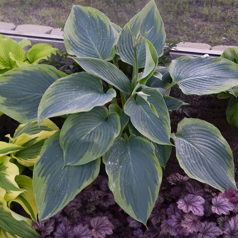 Shadowland Etched Glass Hosta Plant Addicts Shadowland etched glass hosta plant addicts