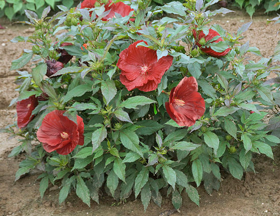 Summerific® Cranberry Crush Hibiscus Plant Addicts