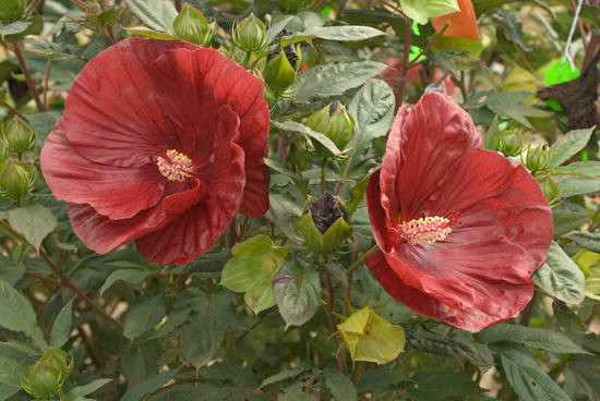 Summerific® Cranberry Crush Hibiscus Plant Addicts