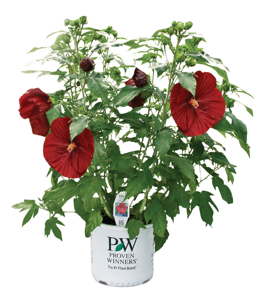 Summerific® Cranberry Crush Hibiscus Plant Addicts