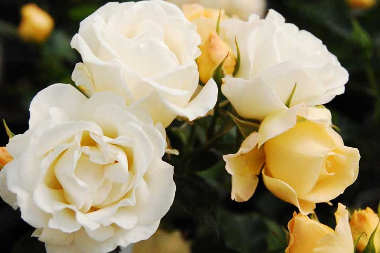 Popcorn Drift Groundcover Rose