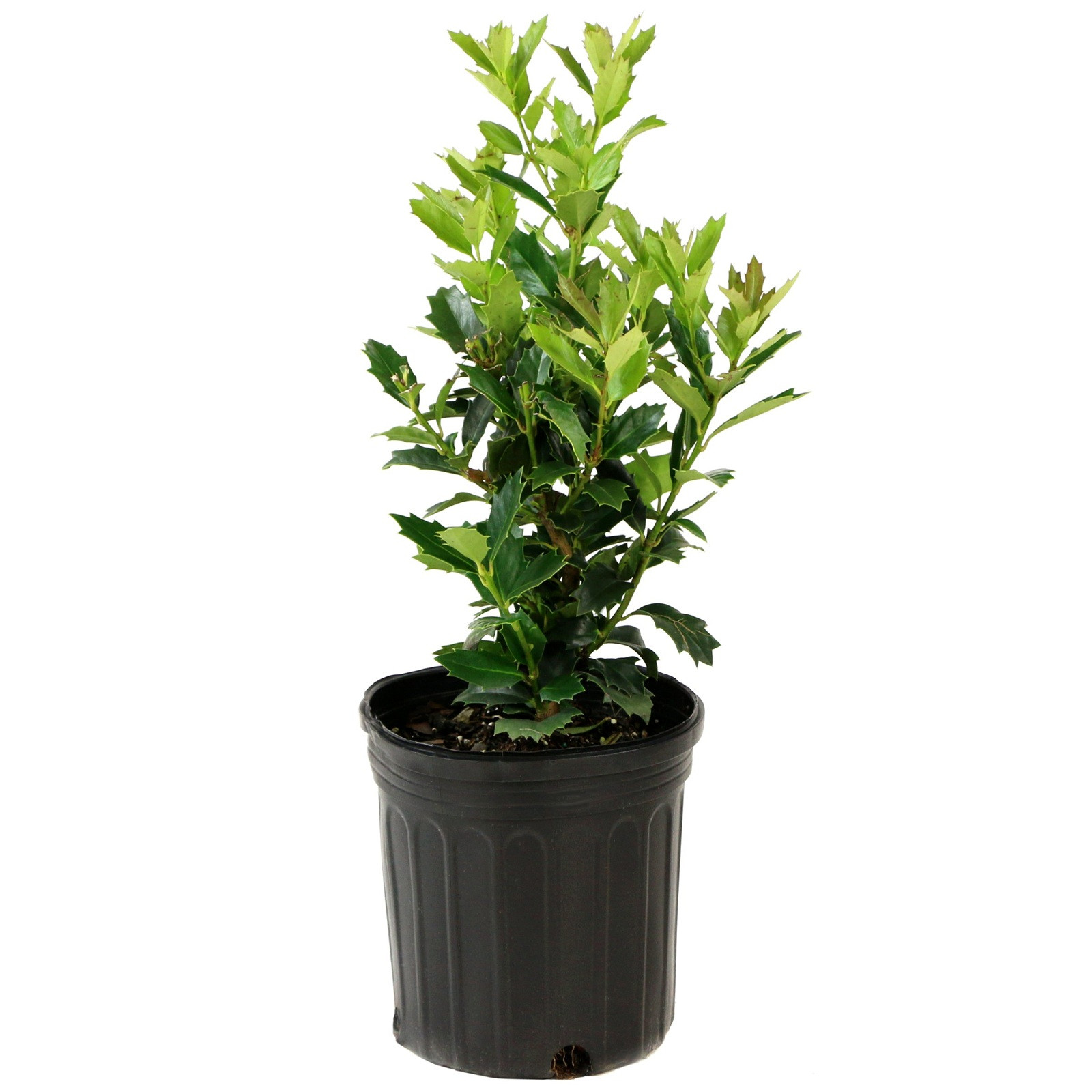 Oakland Holly Plant Addicts