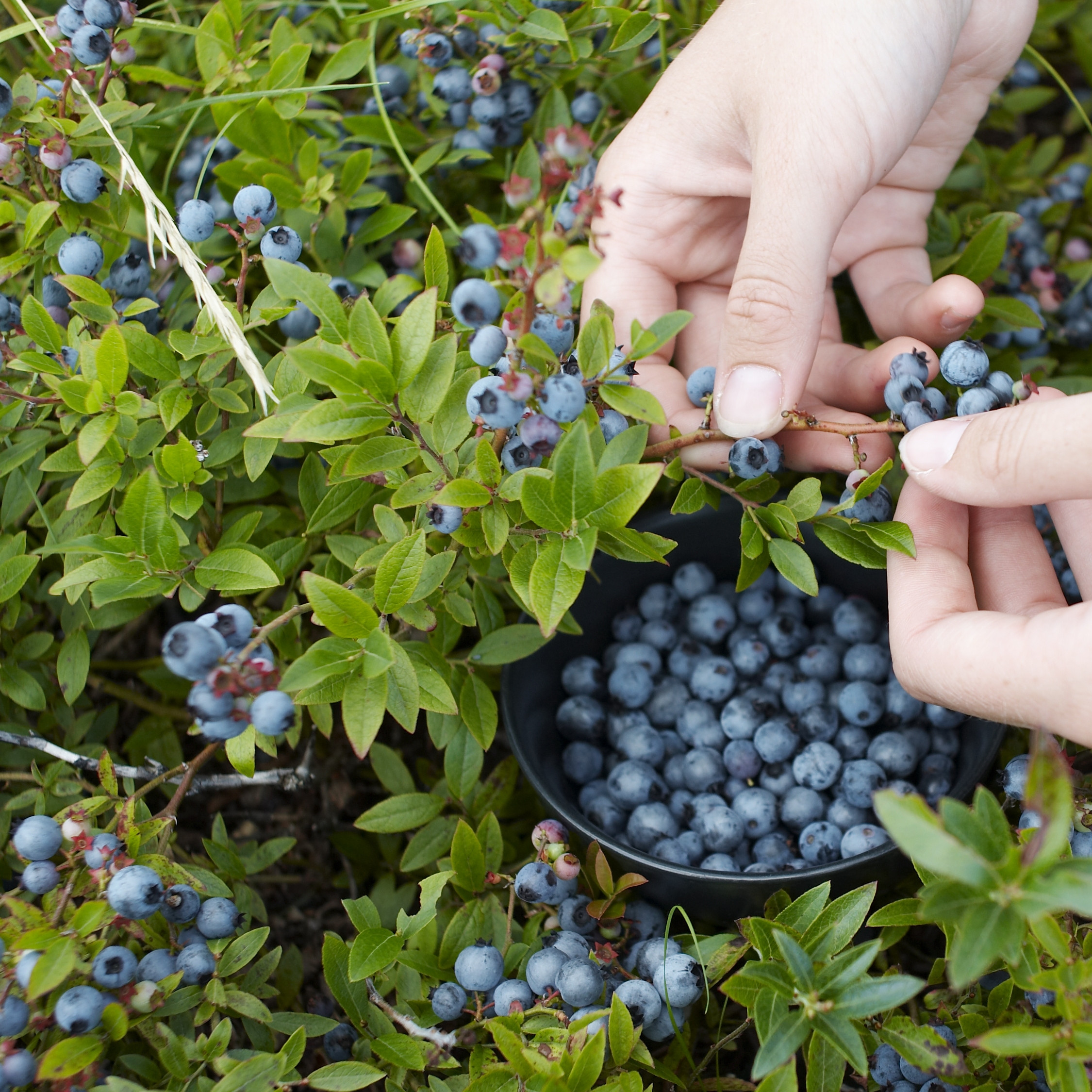 Top Hat Blueberry Plant Addicts
