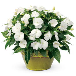 Infinity White Impatiens In a decorative yellow pot