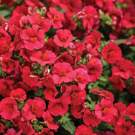 Sunsatia® Cranberry Red Nemesia Blooms and Flower Buds