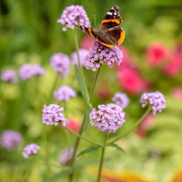 Meteor Shower Verbena with Butterfly