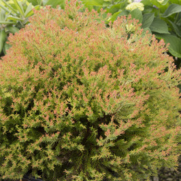 Healthy Fire Chief Arborvitae