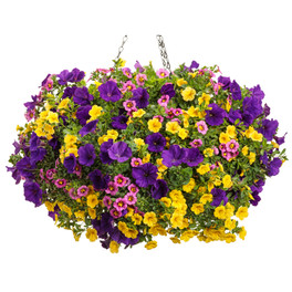 Bombshell Mixed Annual Combo in Hanging Basket