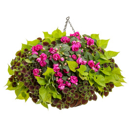 Manhattan Center Mixed Annual Combo in Hanging Basket