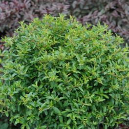 Juke Box® Pyracomeles shrub