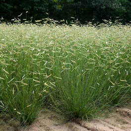 Blonde Ambition Blue Grama Grass Mass Planted