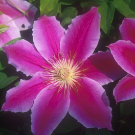 Dr. Ruppel Clematis Blooming in the Sunlight
