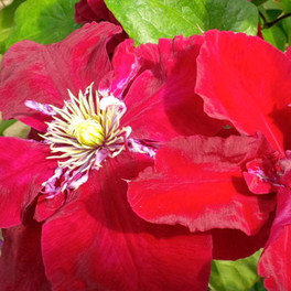 Regal Charmaine Clematis Blooming in the Sunlight