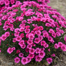 Paint the Town Fancy Pinks Dianthus Plants Blooming