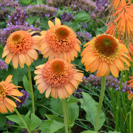 Supreme™ Cantaloupe Coneflower with leaves
