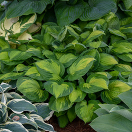 Captain Kirk Hosta foliage and green leaves