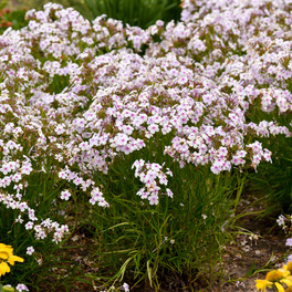 Opening Act Pink-a-Dot Phlox Plants Mass Planted Blooming in the Garden