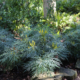 mature Soft Caress Mahonia blooming