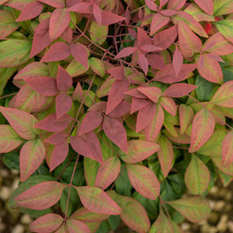 Blush Pink Nandina Cropped