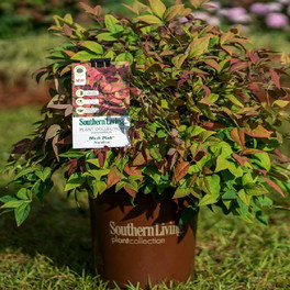 Healthy Blush Pink Nandina