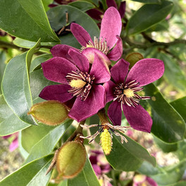 Stellar Ruby Magnolia Flowers in the Sunlight